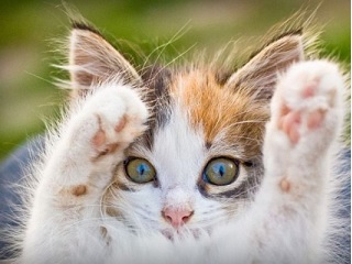 neko3